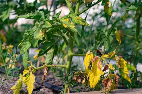 Why My Tomato Leaves Are Turning Yellow & How to Fix – Gardzen