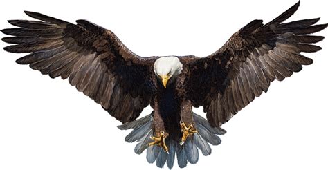 Bald Eagle White-tailed Eagle - eagle png download - 1600*832 - Free ...