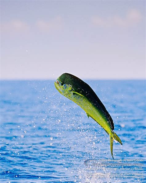 Mahi Mahi Fish - Pets