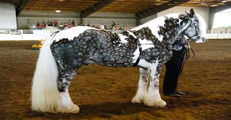 21 caballos con los colores más bellos y únicos del mundo. Atención al ...