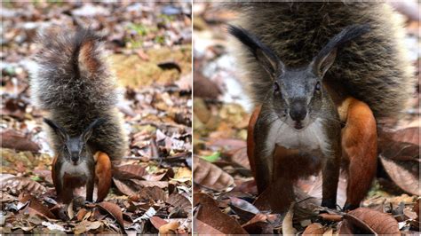 Tufted ground squirrel: The Borneo rodent once believed to disembowel ...