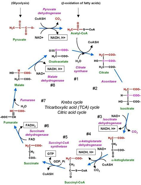 a diagram showing the different types of hydroic acids and their corresponding names in various ...