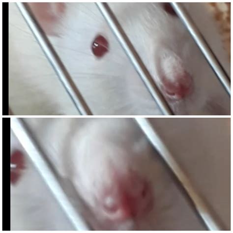 My rat has been sneezing and his nose has something looks like blood ...