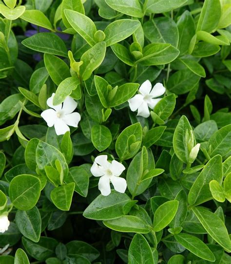 Vinca minor Alba White Flowering Periwinkle from Prides Corner Farms