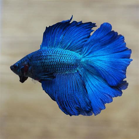 The Gorgeous Live Male Royal Blue Double Halfmoon Tail Betta Fish