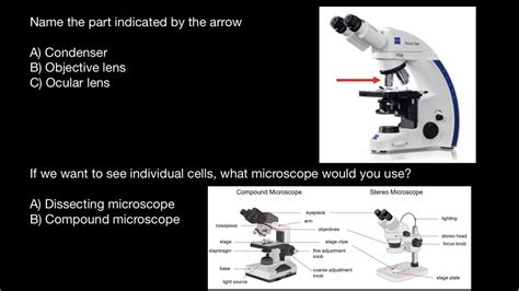 Dissecting Microscopes Compound Microscope | edu.svet.gob.gt