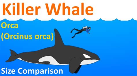 Killer Whale / Orca (Orcinus orca) - Animated Size Comparison - YouTube