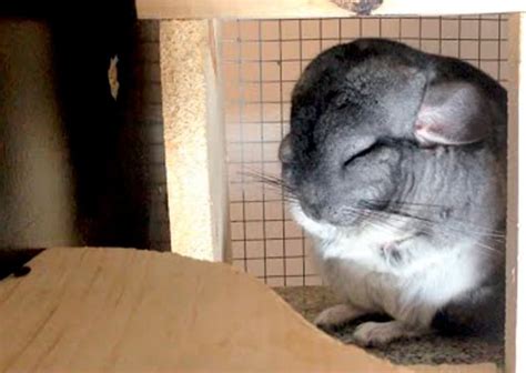 Chinchilla Sleeping Habits (How They Sleep, When, & How Much)