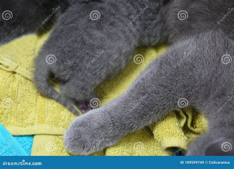 Cat paw, close-up view stock image. Image of lilac, babies - 109599749