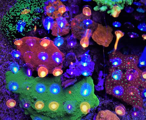 Coral Gallery Under Reef Aquarium LED • Orphek Reef Aquarium LED Lighting