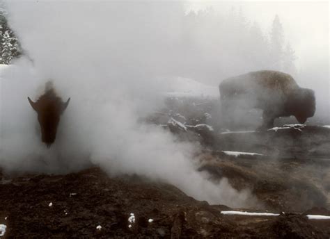 Winter in Yellowstone - CBS News