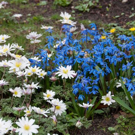 Siberian Squill, Scilla siberica | American Meadows