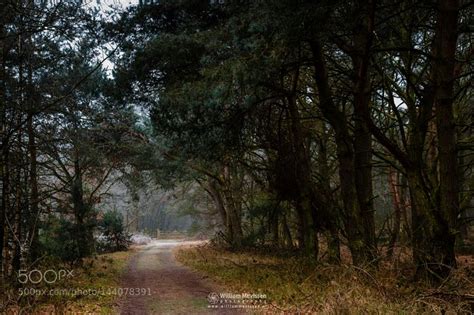 Forest Gate | Forest gate, National parks, Nature