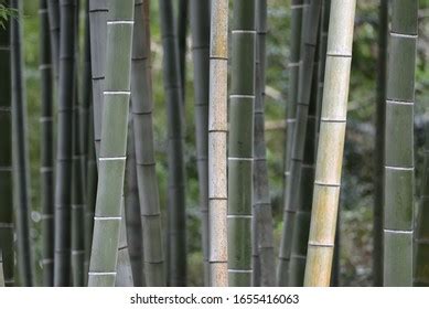 Bamboo Forest Background Moso Bamboo Stock Photo 1655416063 | Shutterstock