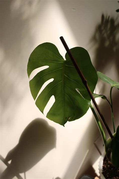 Monstera Photograph by Sara Williamson | Fine Art America