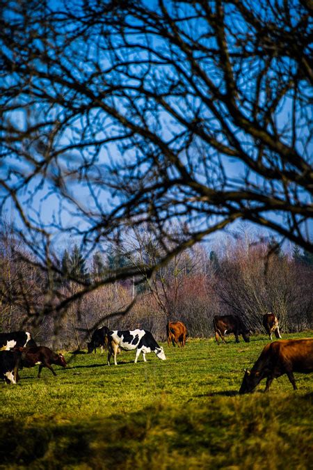 LiveStock Farming - Agro Excellence Farms