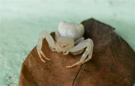 Free Images : crab spider, freshwater crab, decapoda, invertebrate ...