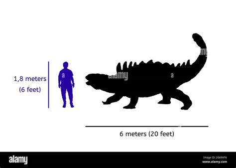 Comparison size between ankylosaurus and human. Illustration of silhouette of ankylosaurus body ...