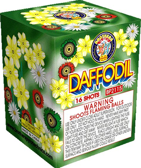 Daffodil - Brothers