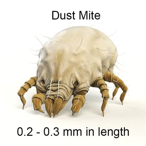 How to Identify, Treat & Prevent Dust Mites Allergies