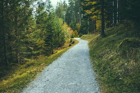 Free Images : tree, nature, forest, path, pathway, grass, wilderness, road, meadow, sunlight ...