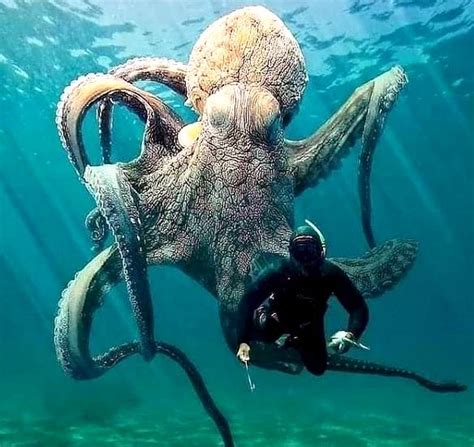 Biggest octopus - Wiolo.com