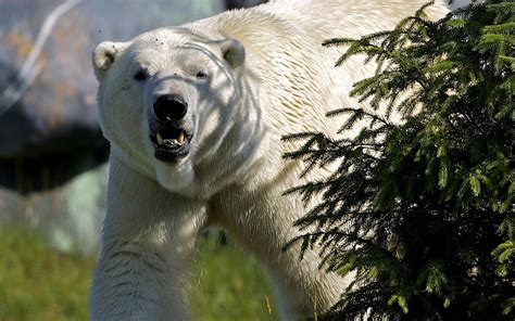 Polar Bear for Christmas tree wallpapers and images - wallpapers ...