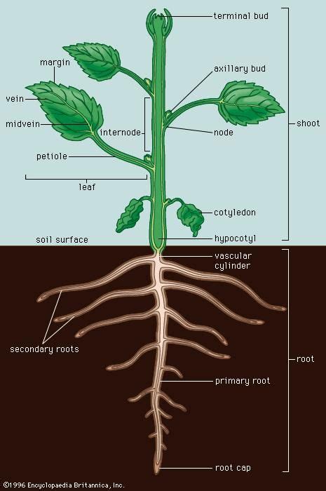 terminal bud (plant anatomy) | Biology plants, Plants, Plant science