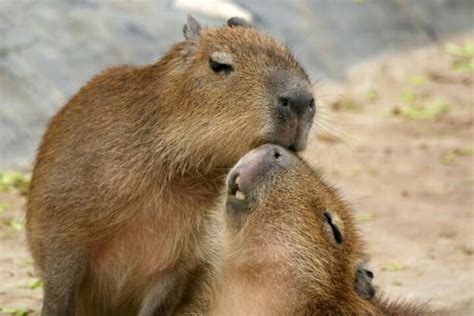 Beavers | Sweet animals, Beaver, Capybara