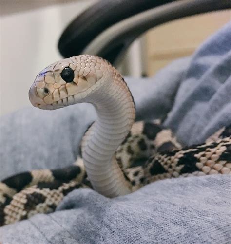 Genesis as a hatchling : r/snakes