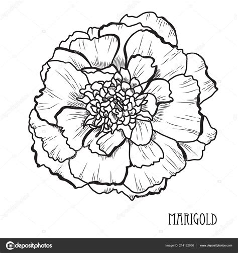 Marigold Flower Line Drawing | Best Flower Site