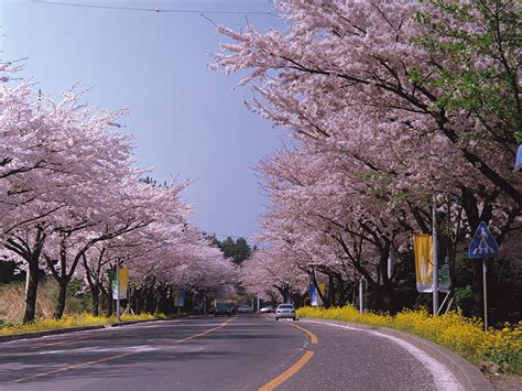 TRAVEL ADVENTURE: The Romantic Jeju Island