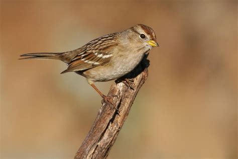 WhitecrownedSparrowp