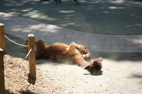 Staten Island Zoo | ScubaBear68 | Flickr