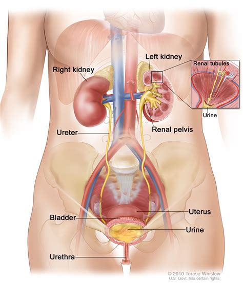 bladder (Patient) - Siteman Cancer Center