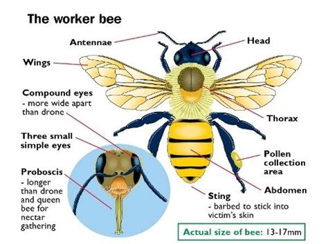 Worker bee anatomy | Bees | Pinterest | Worker bee, Bees and Drone bee