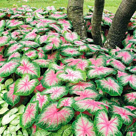 Caladium Bulbs Growing Instructions - Suttons Gardening Grow How