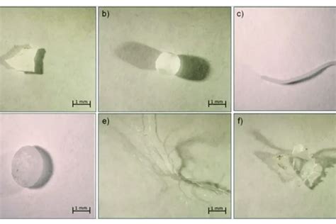 We are what we fuck: microplastics in the male reproductive system