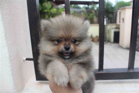 Pomeranian Dog Colors Grey-shaded - Pets Lovers