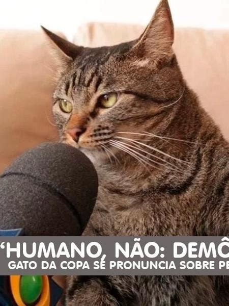 Gato na coletiva da seleção lota redes sociais de memes; veja