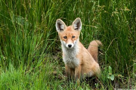 Fauna Del Friuli Venezia Giulia - lawariyah