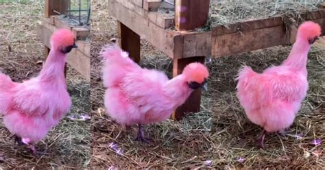 Pink Silkie Chicken Breed: A Unique And Adorable Breed!