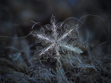 The Natural Beauty Of Snowflakes – LuvThat
