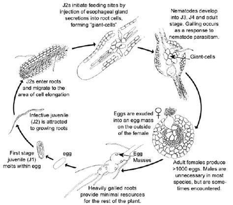 Life Cycle of Root Knot Nematode | Download Scientific Diagram