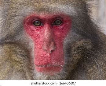 Red Face Monkey Royalty-Free Images, Stock Photos & Pictures | Shutterstock