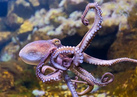 What do Octopuses Eat? (Diet & Facts)