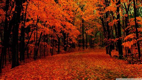 Download "A delicate walk amongst a vivid red autumn forest" Wallpaper ...