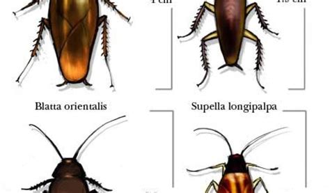 Cockroach Vs Palmetto Bug - Palmetto bug vs cockroach species: