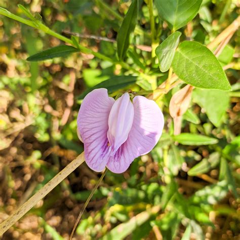 Austrian Winter Peas Cover Crop Seeds