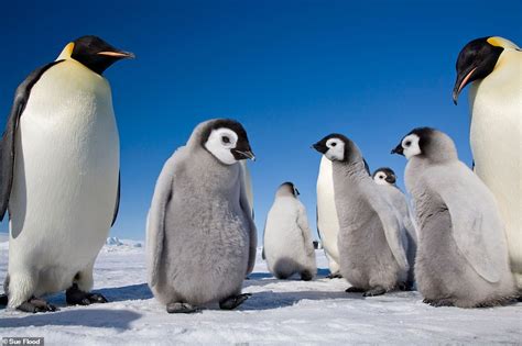 Incredible photographs show Emperor penguins' in their natural habitat ...